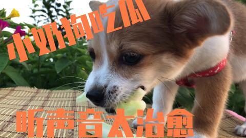 娱乐吃瓜菌小狗视频
